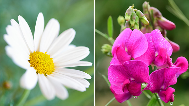 Daisy and sweet pea