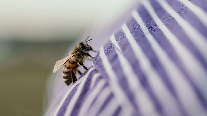 bee stings