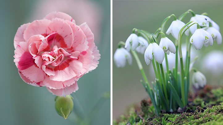 Snow drop and carnation