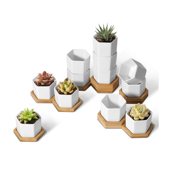 small white succulent planters